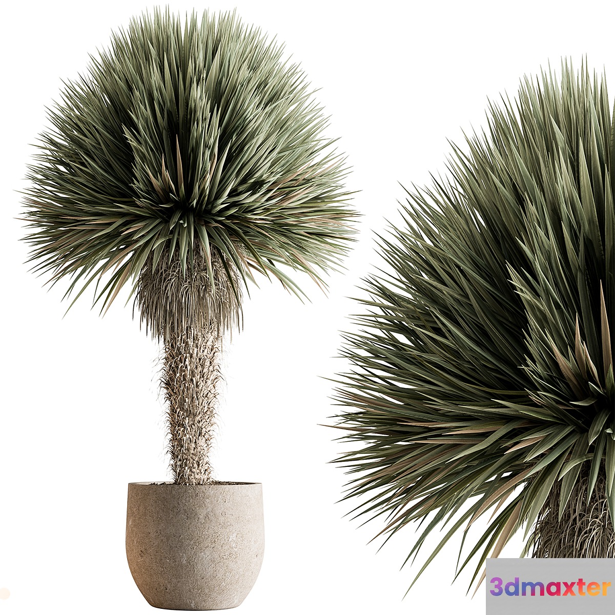 Outdoor Plants 577 - Yuka Tree 3D Max