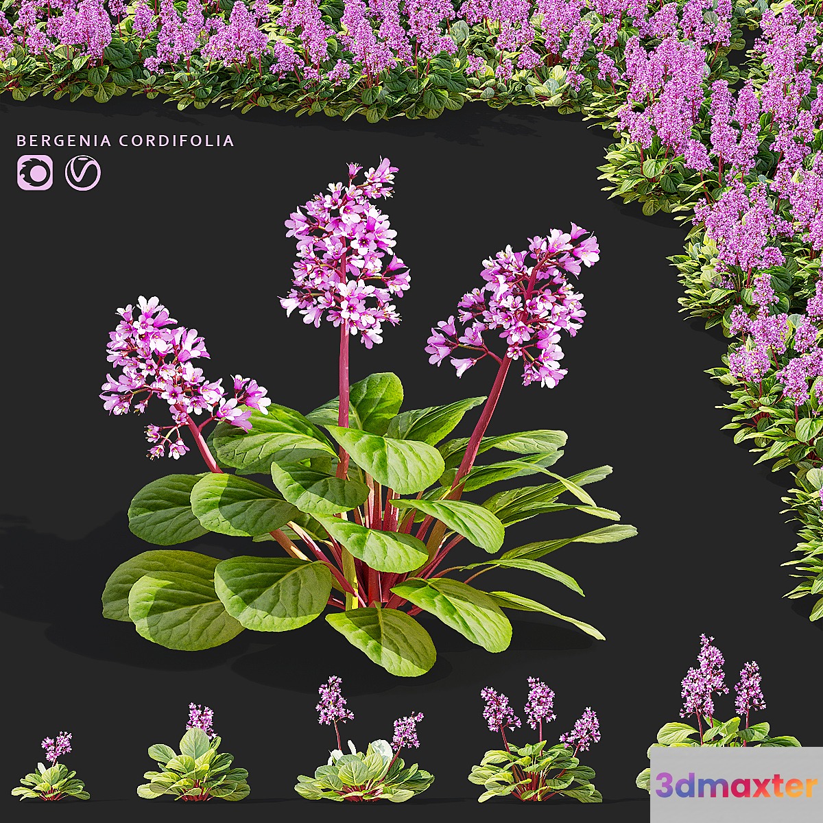 Bergenia cordifolia flowers | Bergenia cordifolia 3D Max