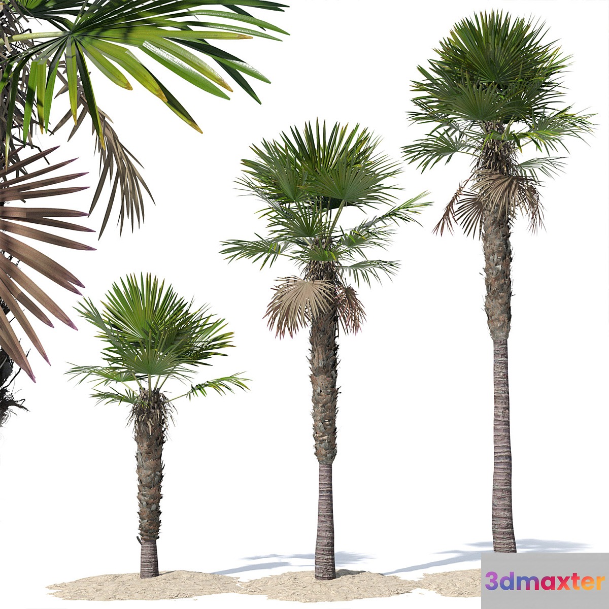 Trachycarpus fortunei palm tree 3D Max
