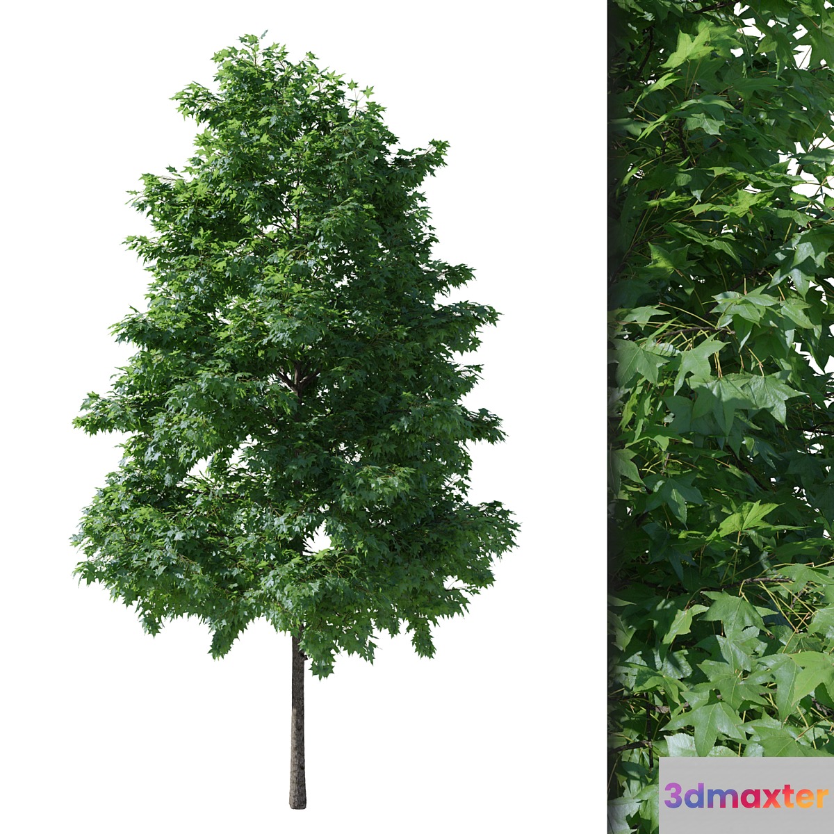 Liquidambar V1 (August) 3D Max