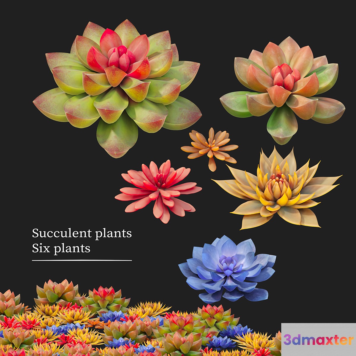 Succulent plants 02 - No.2 3D Max