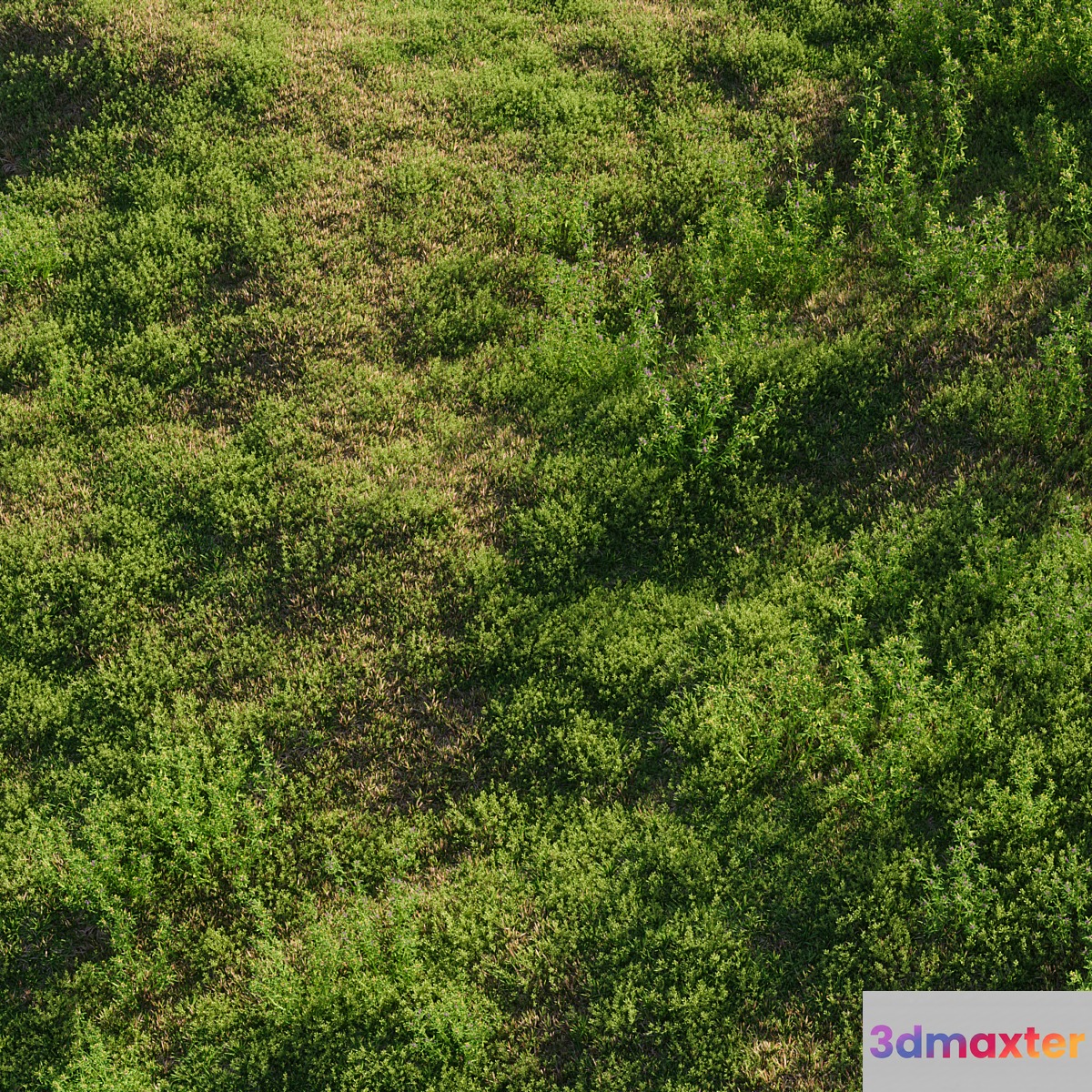 Meadow grasses: alfalfa and bluegrass (July) 3D Max