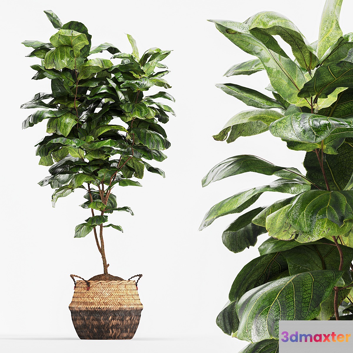 Ficus Fiddle Fig Leaf Wicker Pot Indoor Plant Set 3D Max