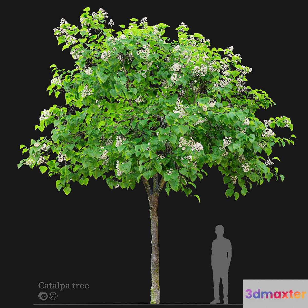 Catalpa tree 03 3D Max