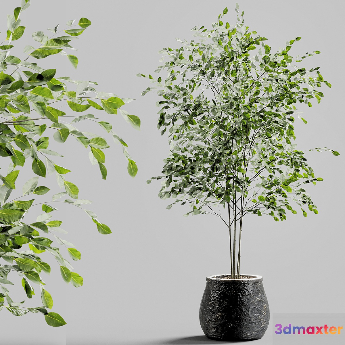 Branches in vases 27 3D Max