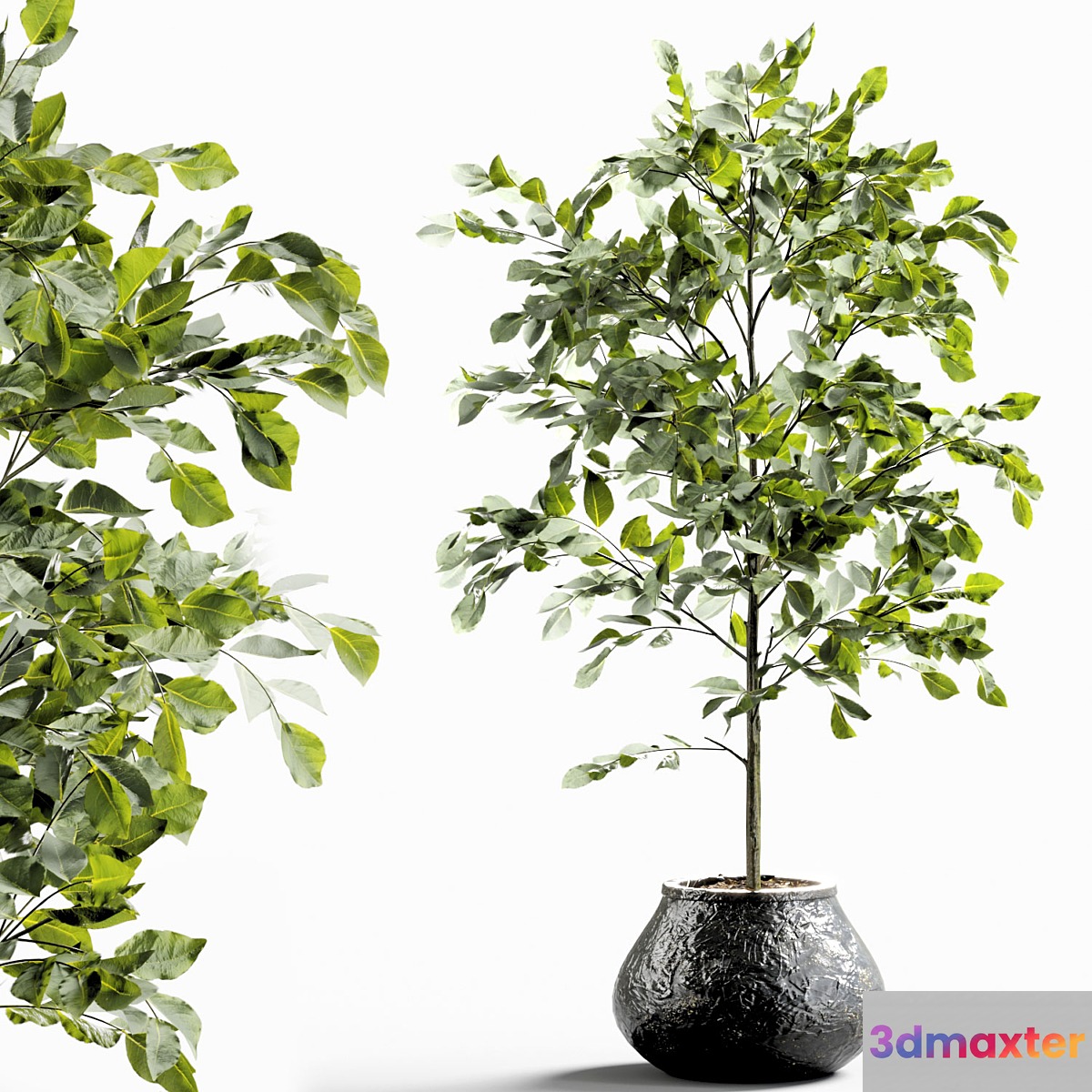 Branches in vases 28 3D Max
