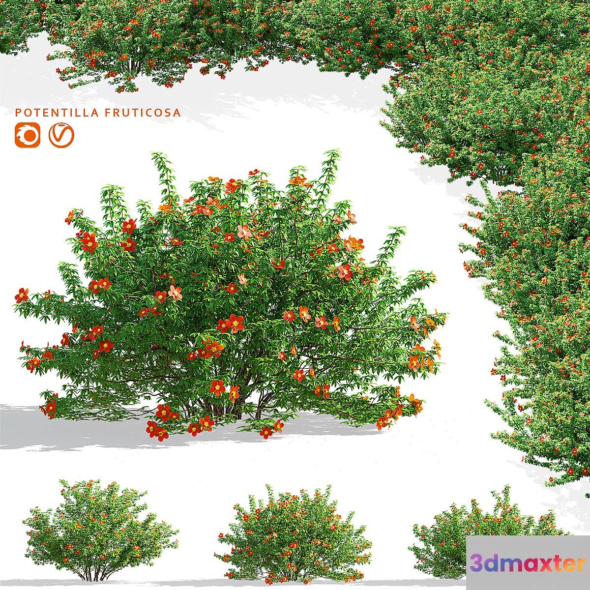 Red shrubby cinquefoil | Potentilla fruticosa 3D Max
