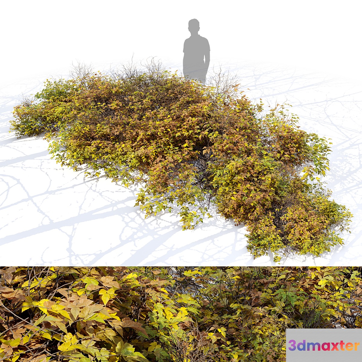 Bush 024 3D Max