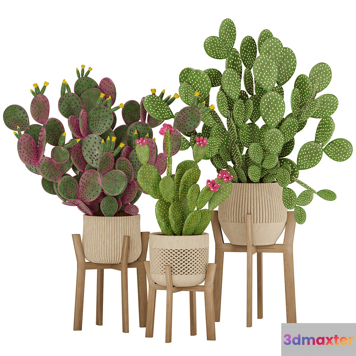 Prickly Cactus Set 3D Max