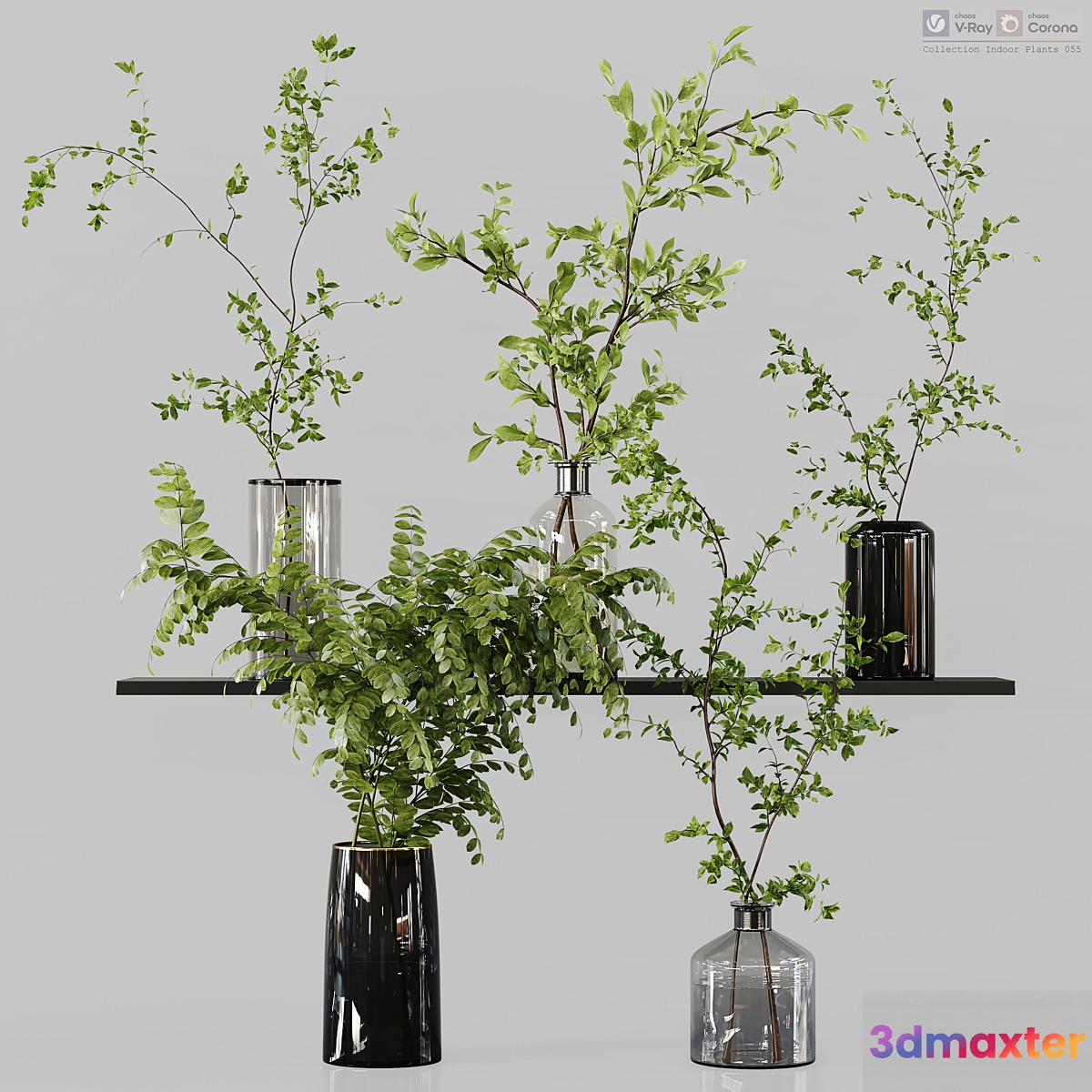 Collection Indoor Plants 055 3D Max
