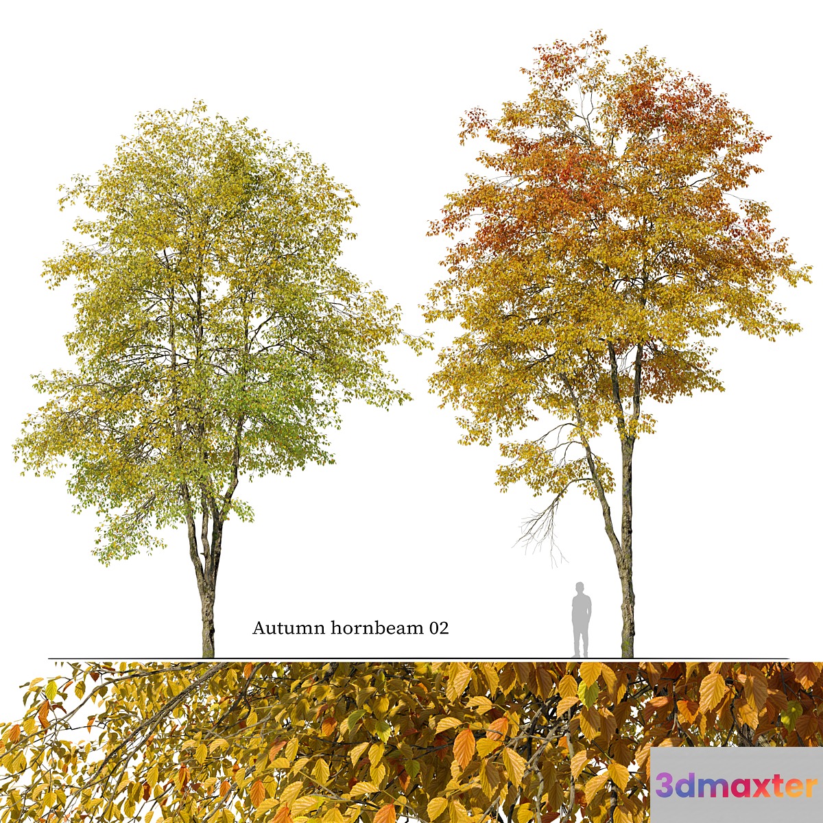 Autumn hornbeam tree 02 3D Max
