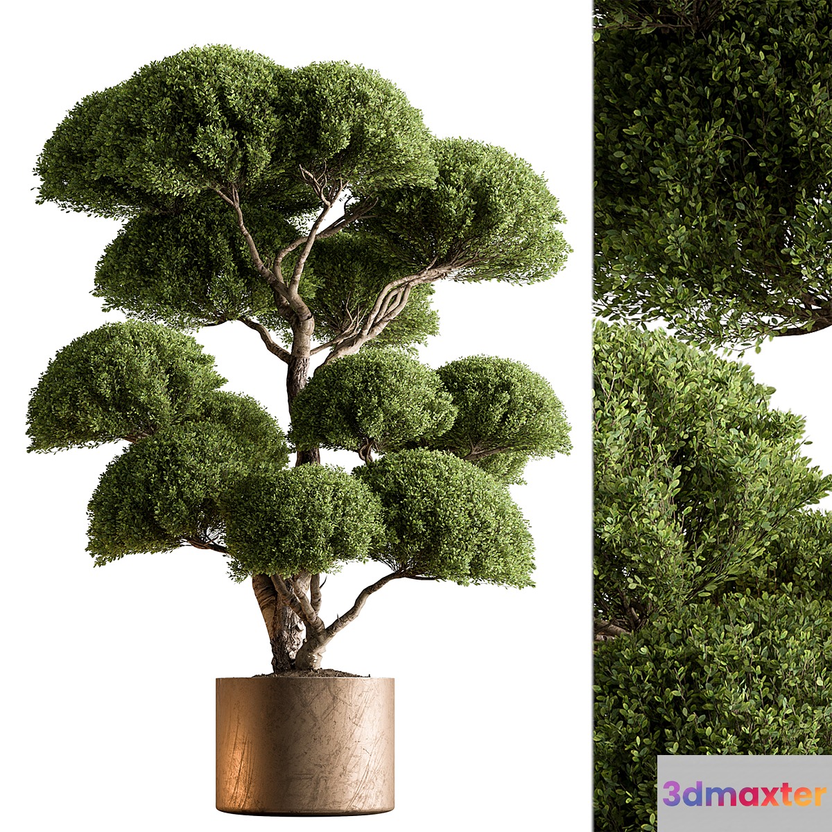 Indoor Plant 638 -Topiary Ball - No.2 3D Max