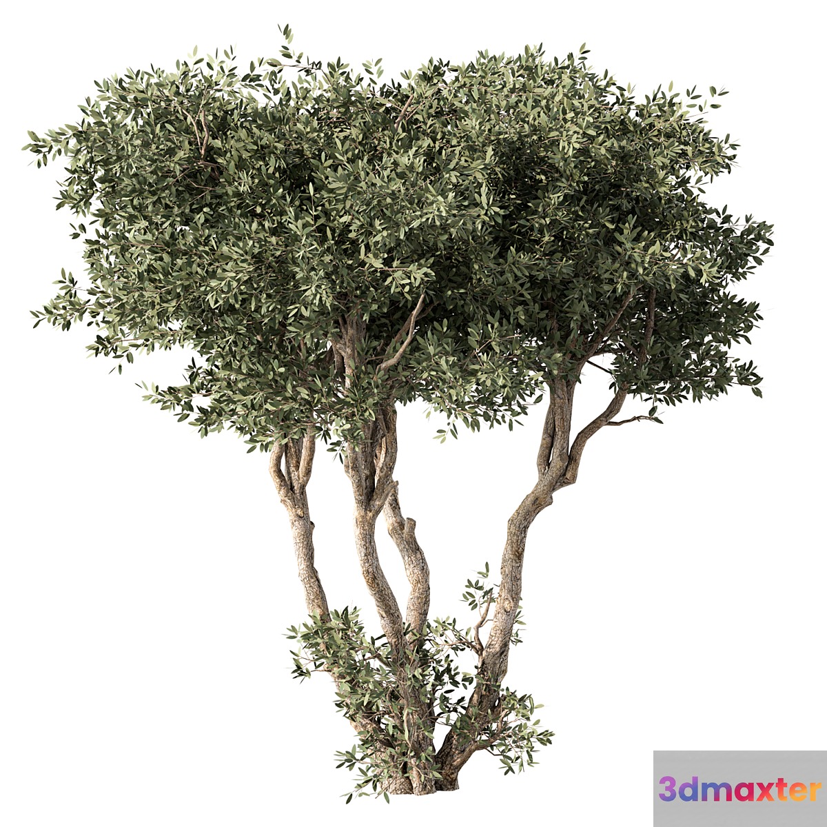 Tree No.65 3D Max