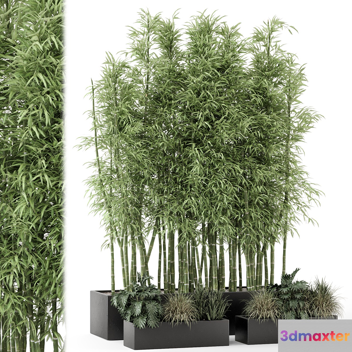Indoor Plants Bamboo Set in rusty Concrete Pots - Set 1894 3D Max