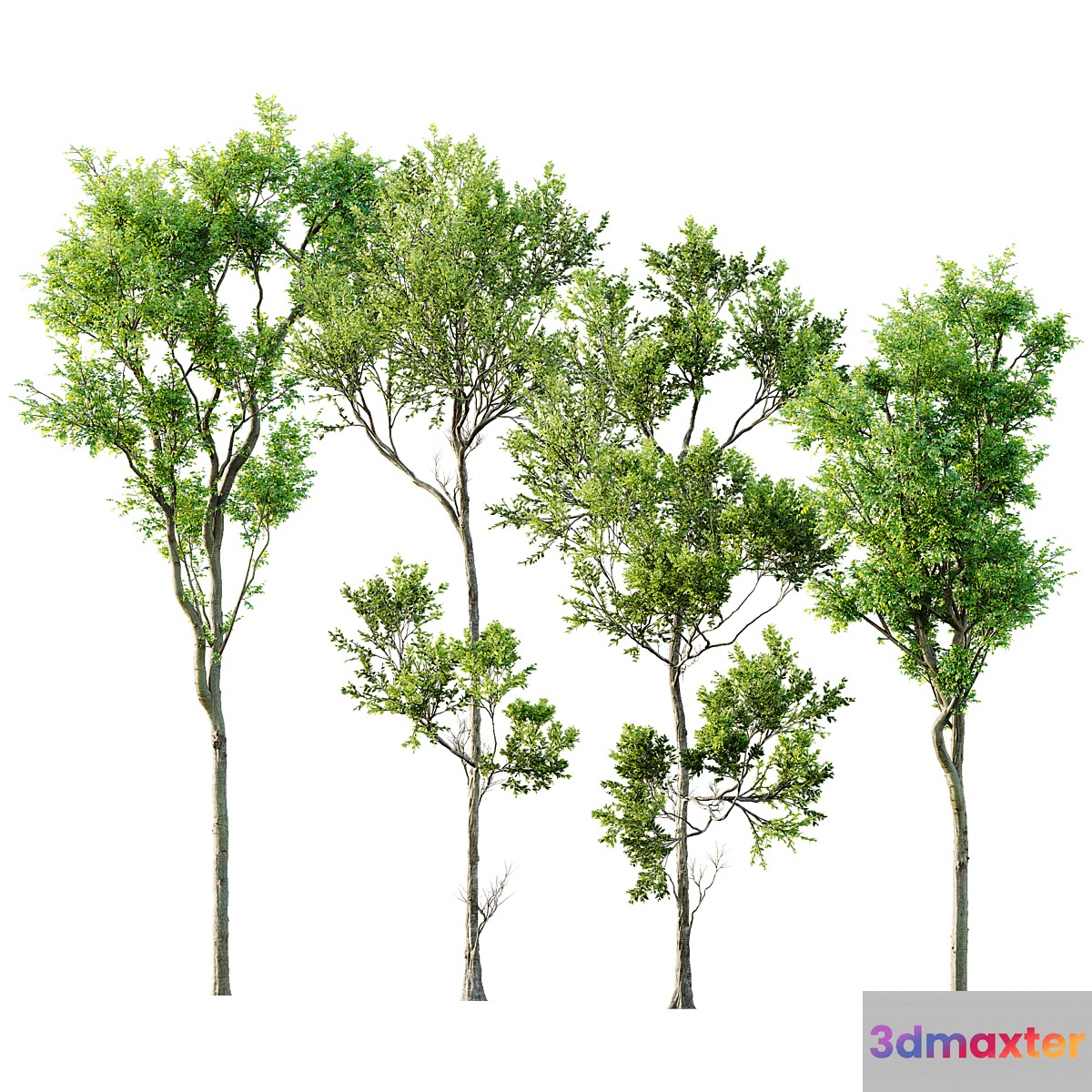 Fagus Grandifolia and Celtis Australis - No.2 3D Max