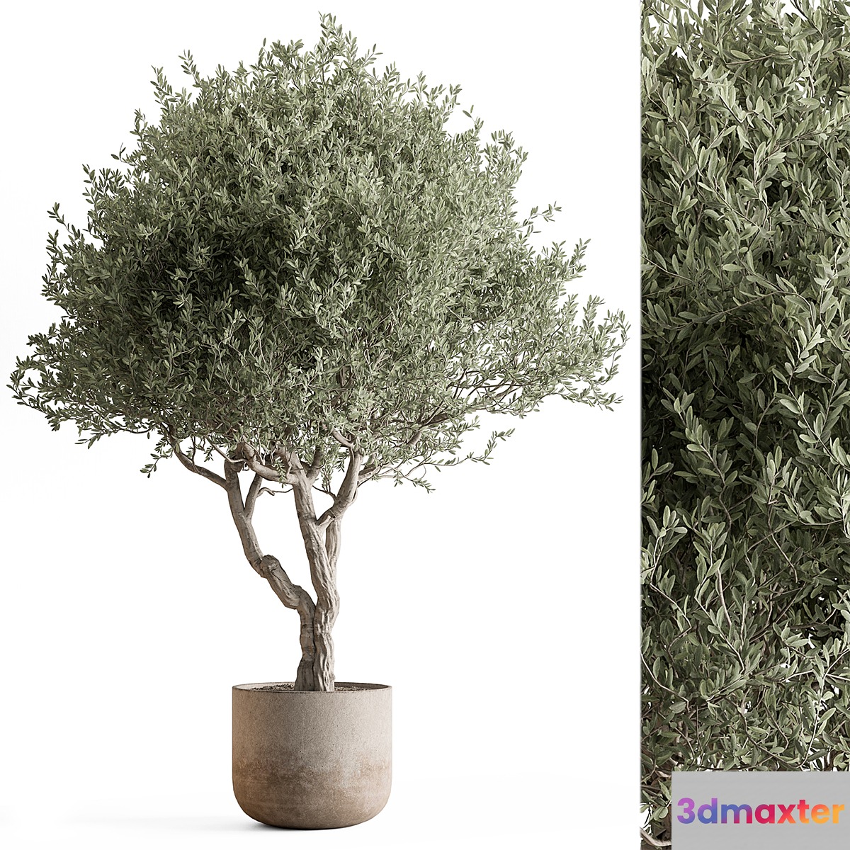 Indoor Plant 652 -Tree in Pot - No.2 3D Max