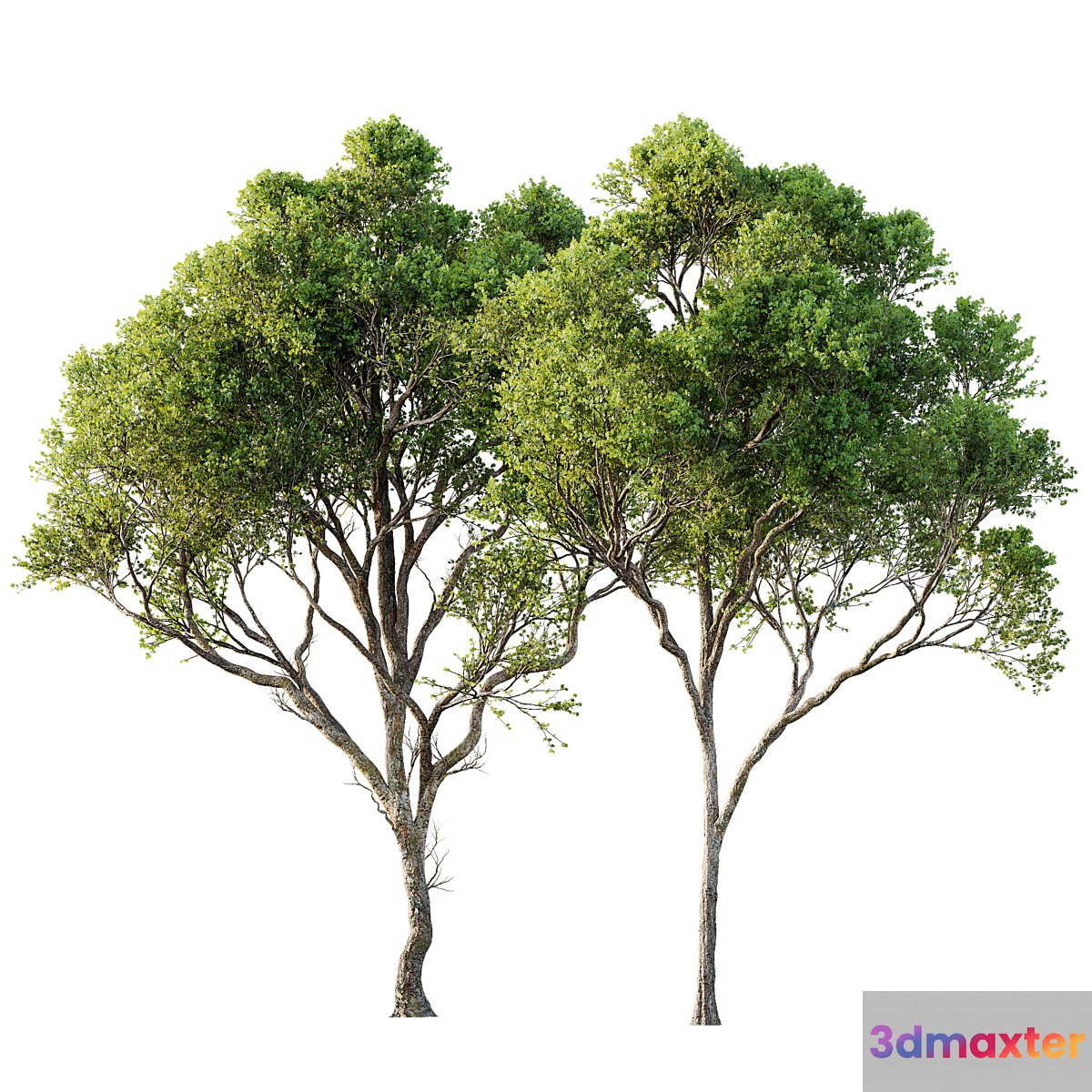 Acer Pseudoplatanus 04-spring trees 3D Max