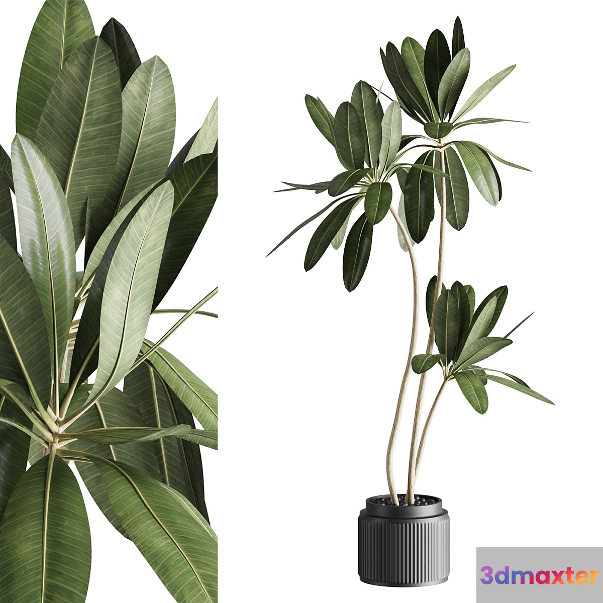 Ficus 001 3D Max