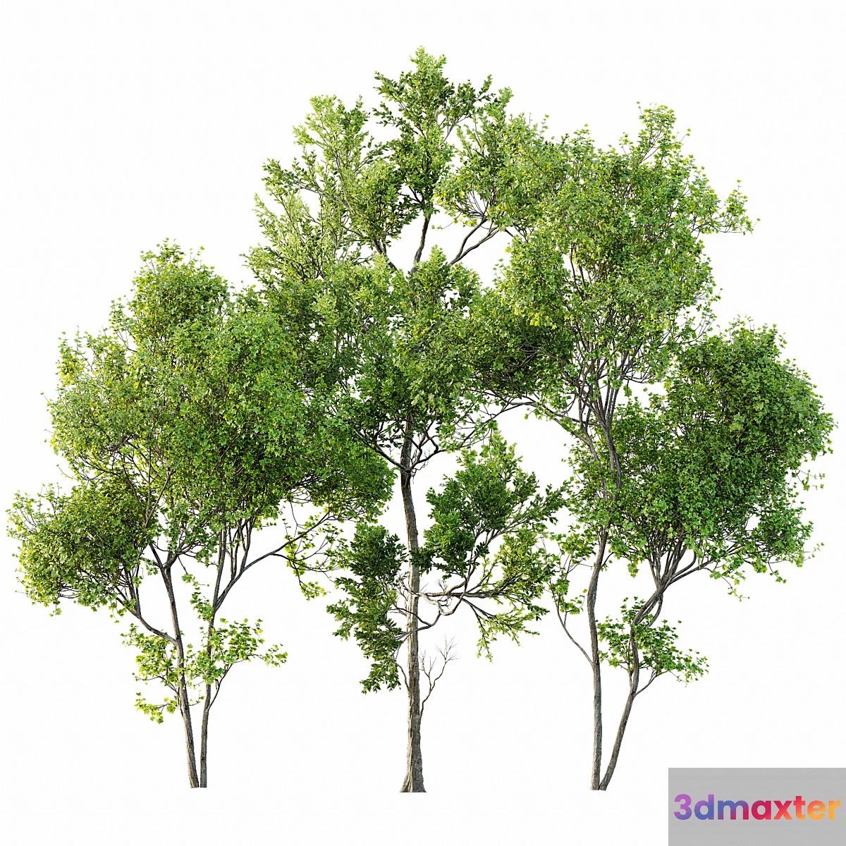summer trees 3D Max