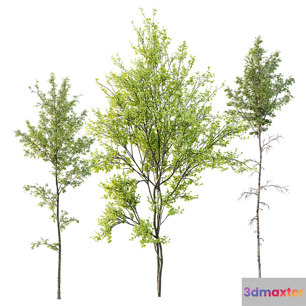 Alnus Glutinosa and Betula Pendula spring trees 3D Max