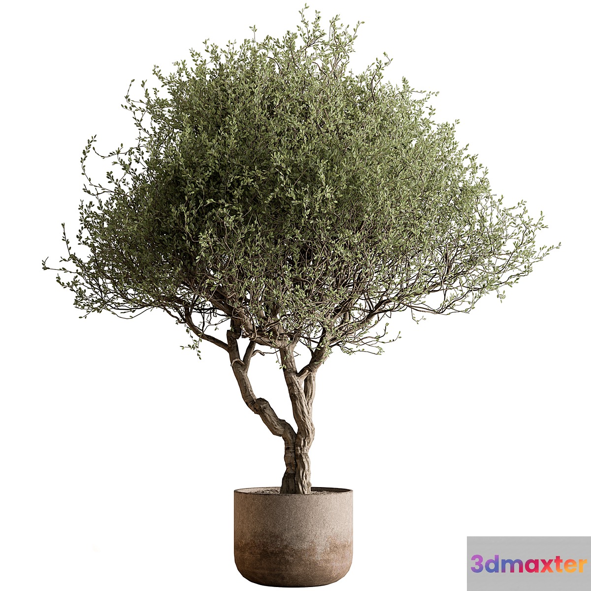 Outdoor Plants 594 - Tree in Pot 3D Max