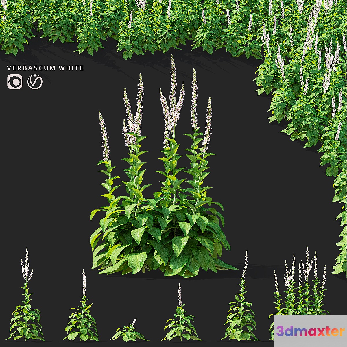 White mullein flowers | Verbascum white 3D Max
