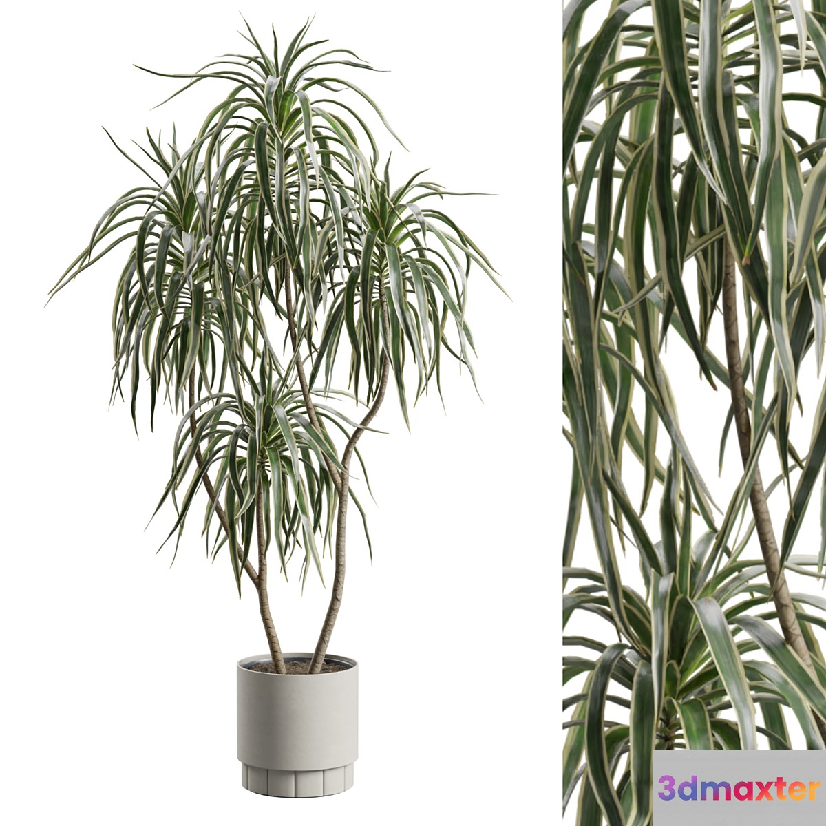 Dracaena Variegata 3D Max