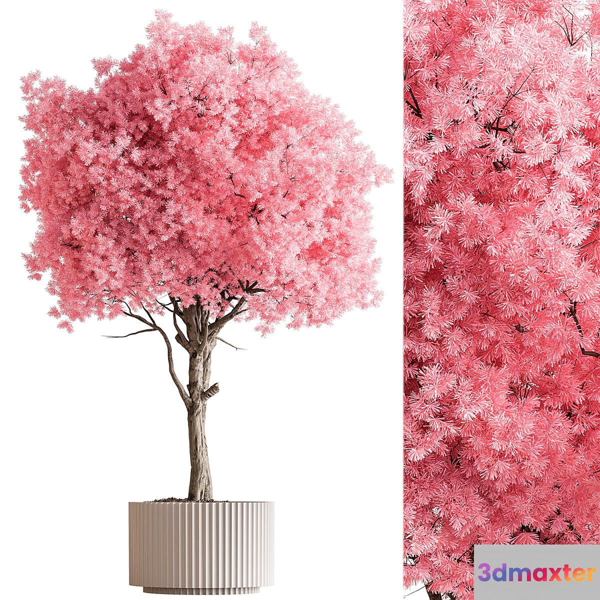Indoor Plant 657 - Pink Tree 3D Max