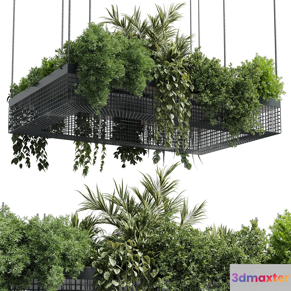 hanging plants - indoor plant set 447 Rectangle pendant pot vray 3D Max