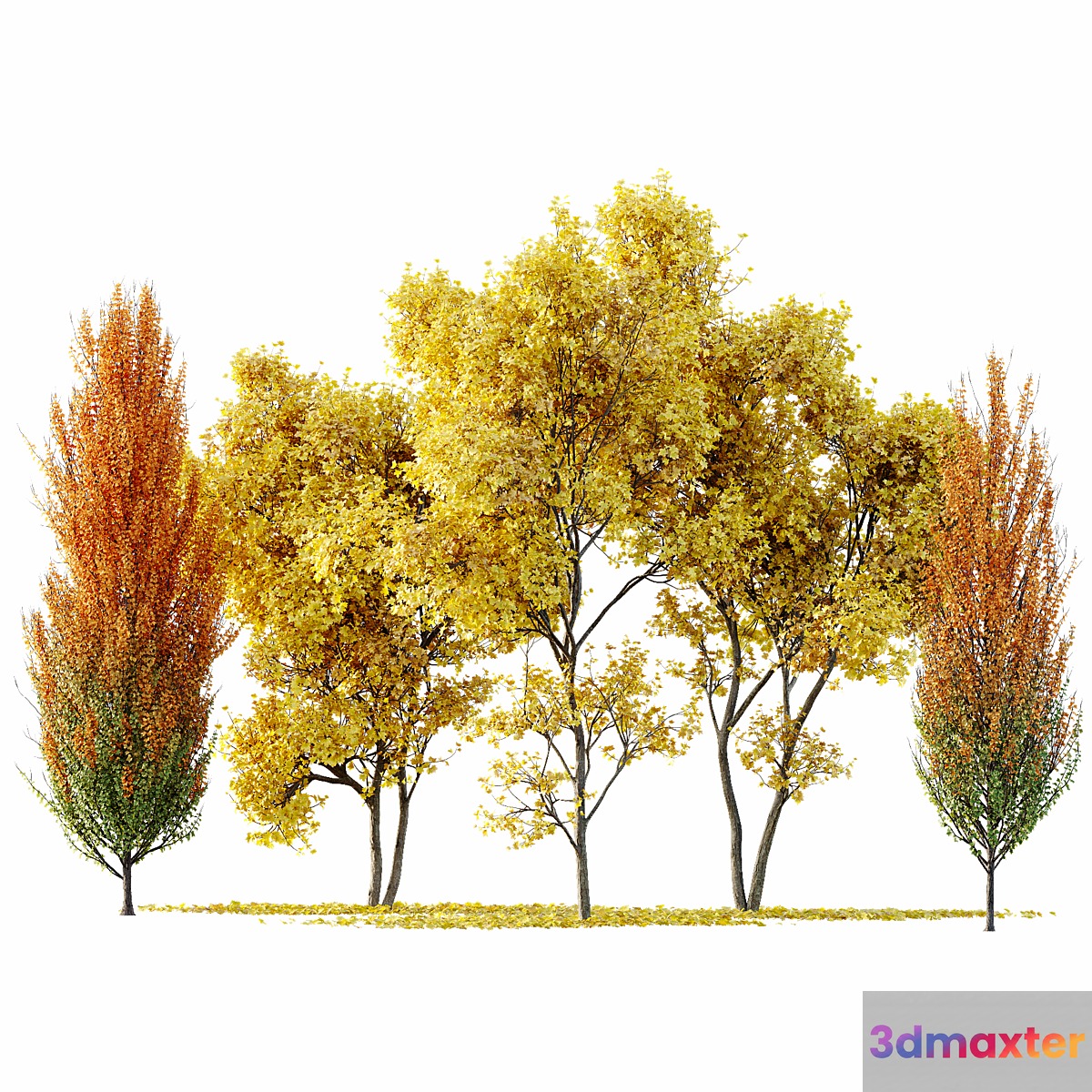 Maple Sapindaceae and Acer Saccharinum Fall trees 3D Max