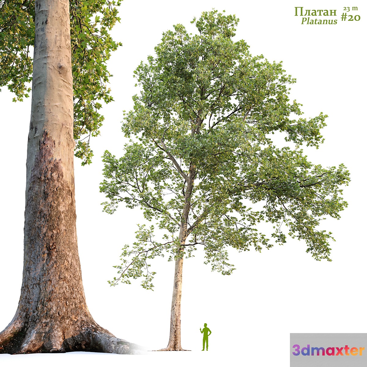 Sycamore _ Platanus #20 - No.2 3D Max