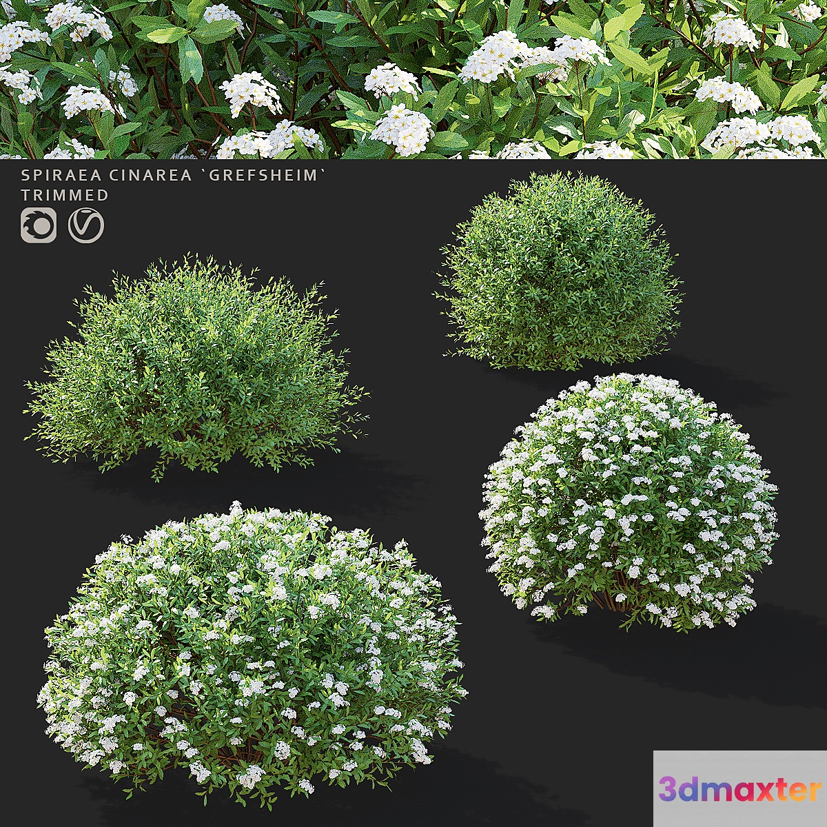 Gray spirea trimmed bushes | Spiraea cinerea grefsheim 3D Max