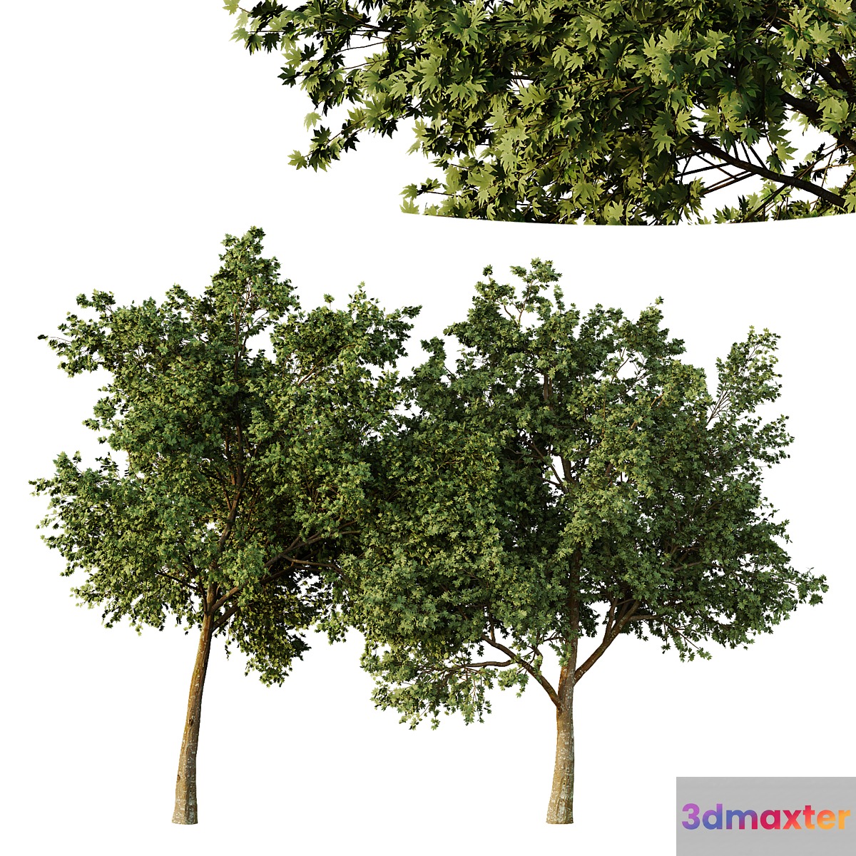 Acer pseudoplatanus Tree01 3D Max
