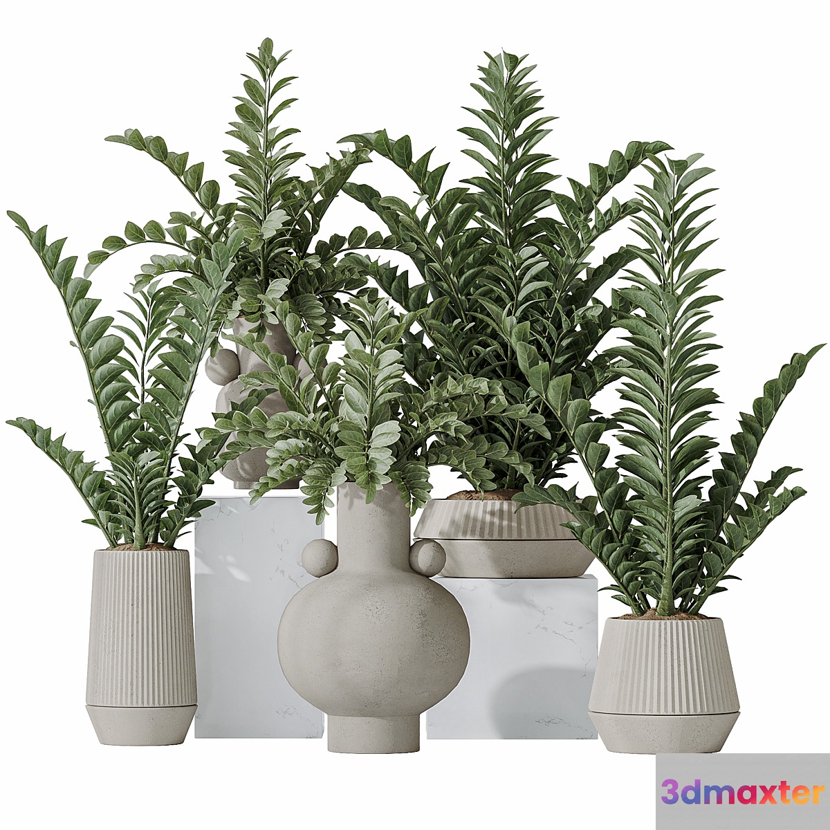 Zamioculcas Zamiifolia Araceae 3D Max