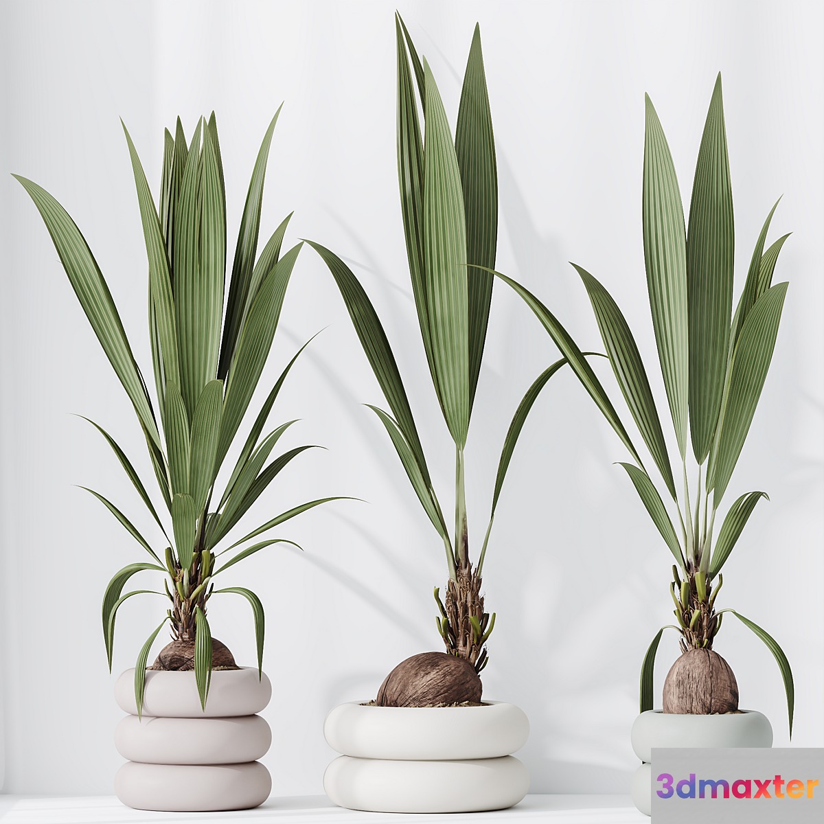 HQ HousePlants Genus Cocos nucifera Coconut Palm 3D Max