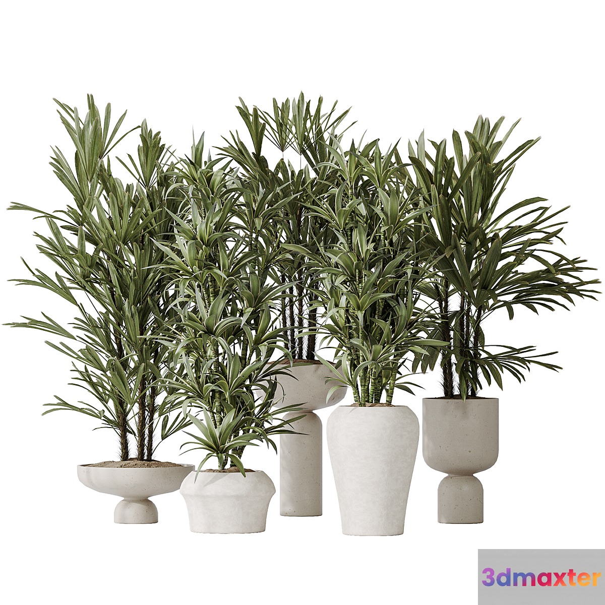 Dracaena Warneckii Lemon and Rhapis Excelsa vases - No.2 3D Max