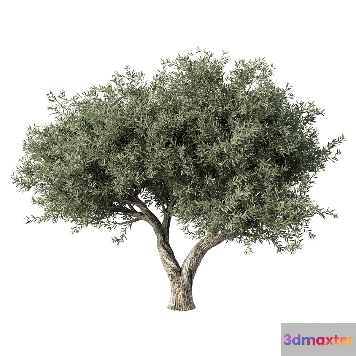 Olive Tree No.78 3D Max