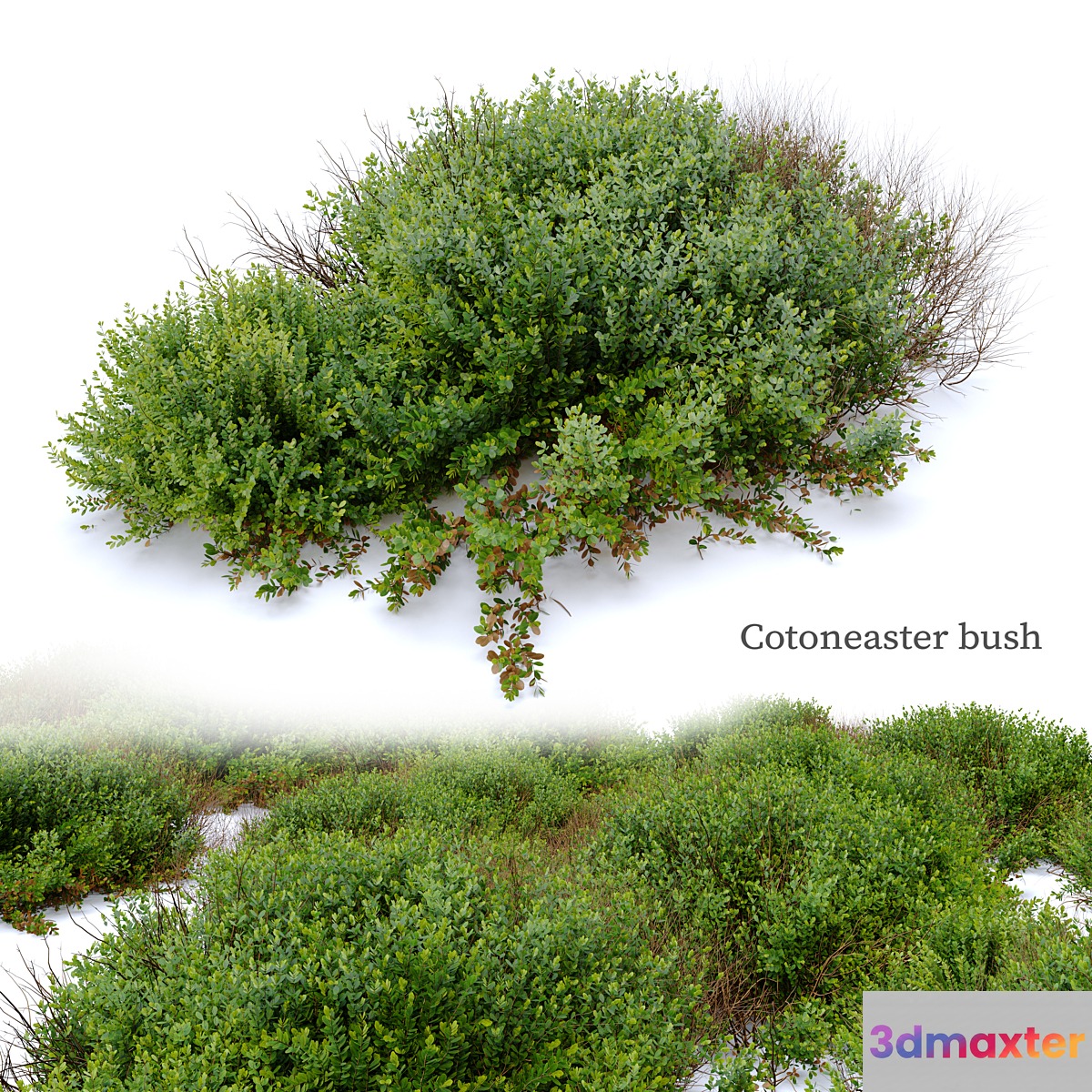 Cotoneaster bush 3D Max Cotoneaster bush 3D Max