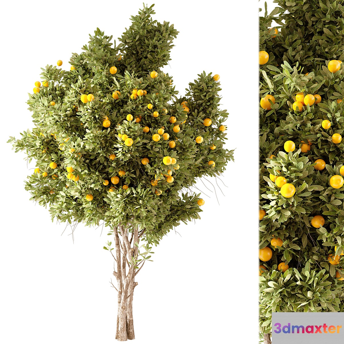 Orange Tree 01 3D Max