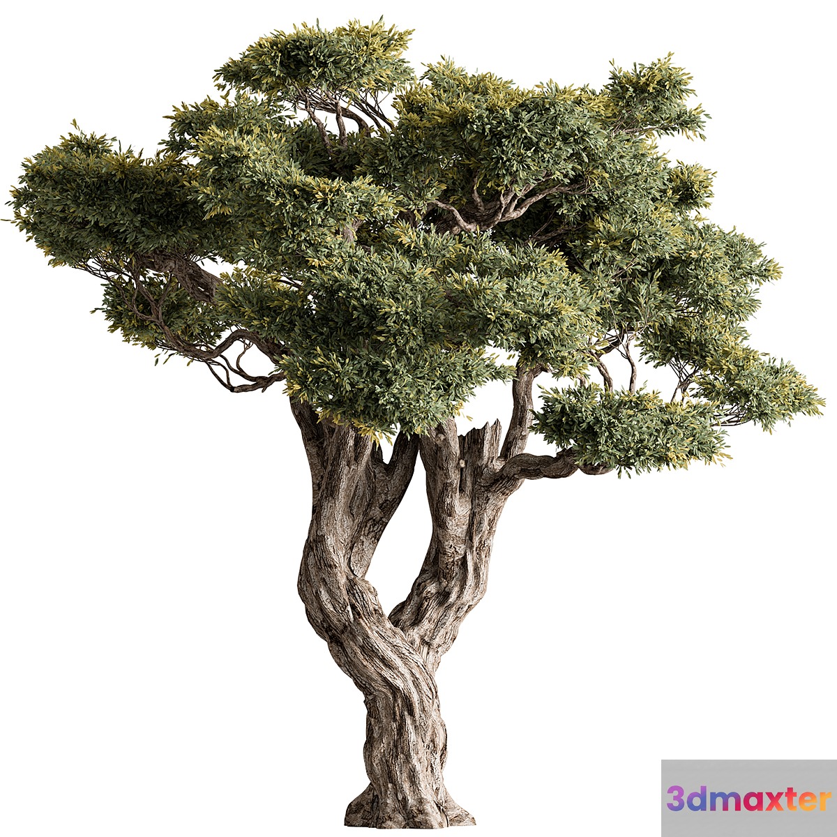 Ola Tree Set 294 - No.2 3D Max