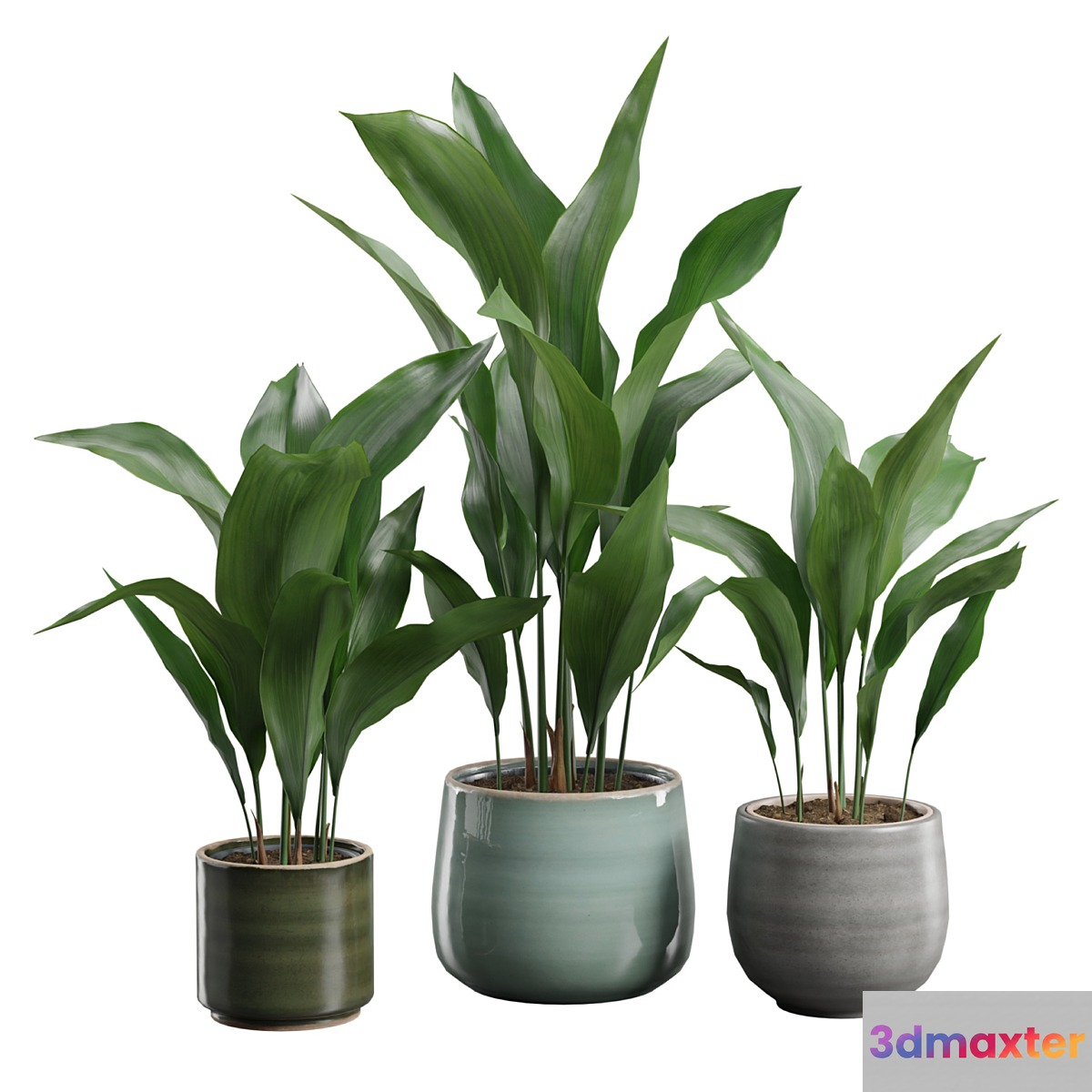 Aspidistra Elatior Pack 3D Max