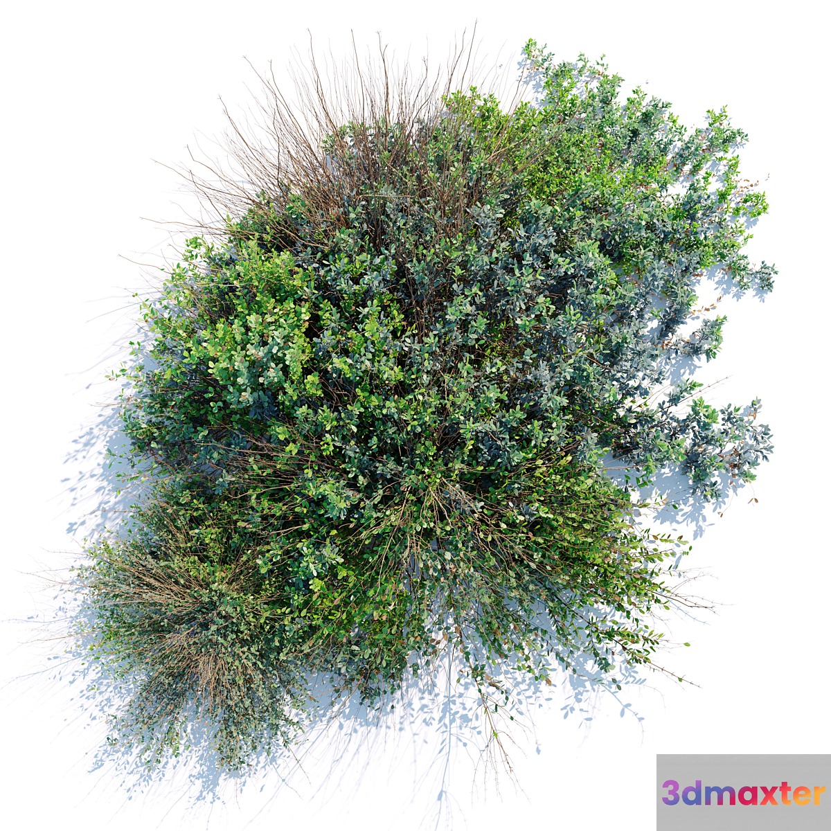 wild bush 3D Max
