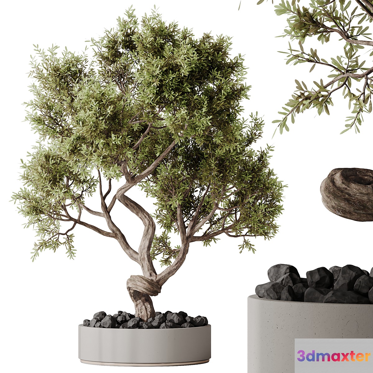 HQ HousePlants Ficus Retusa Microcarpa Bonsai Ginseng06 - No.2 3D Max