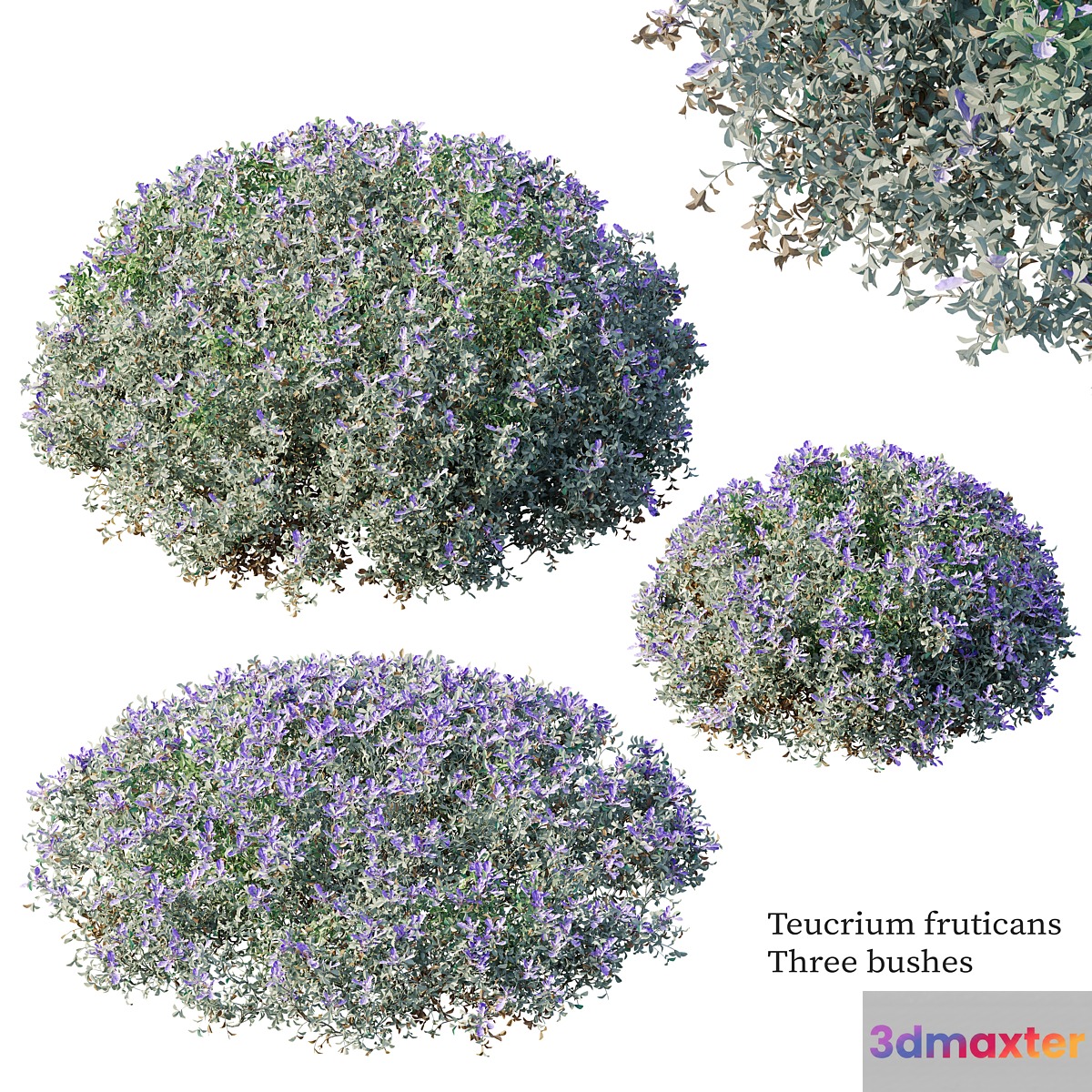 Teucrium fruticans 3D Max