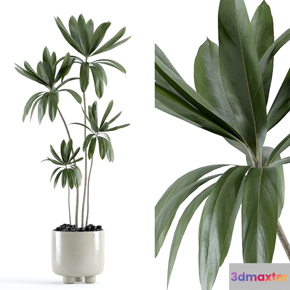 indoor plant 145 3D Max