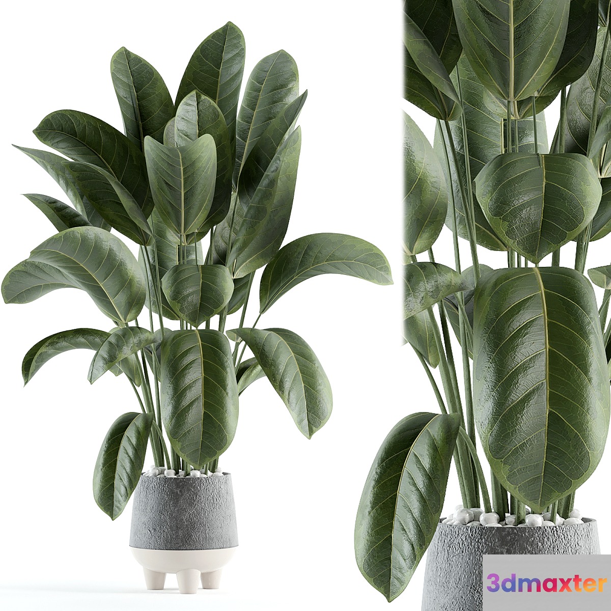 indoor plant 152 3D Max