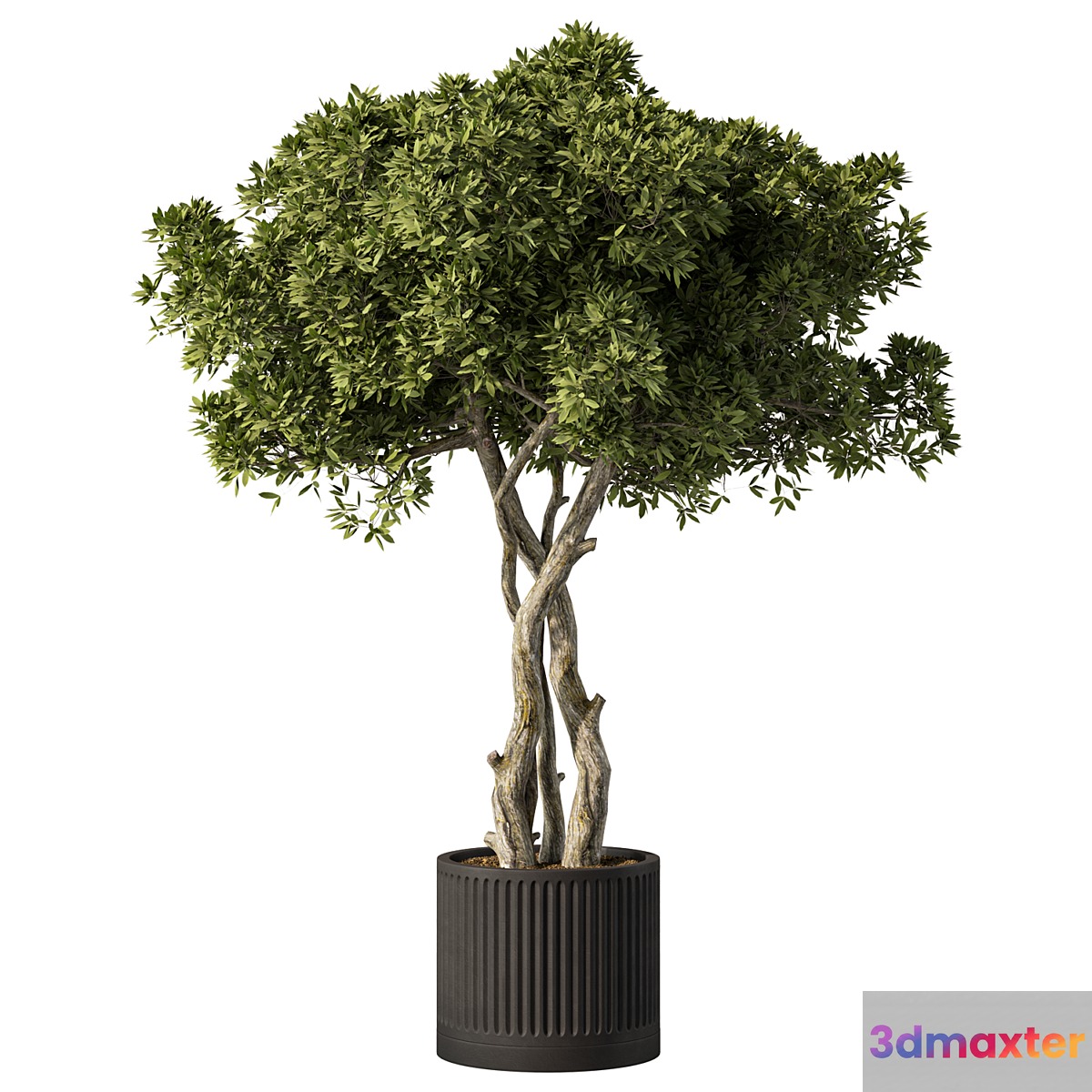 Indoor Plant Set.106 3D Max