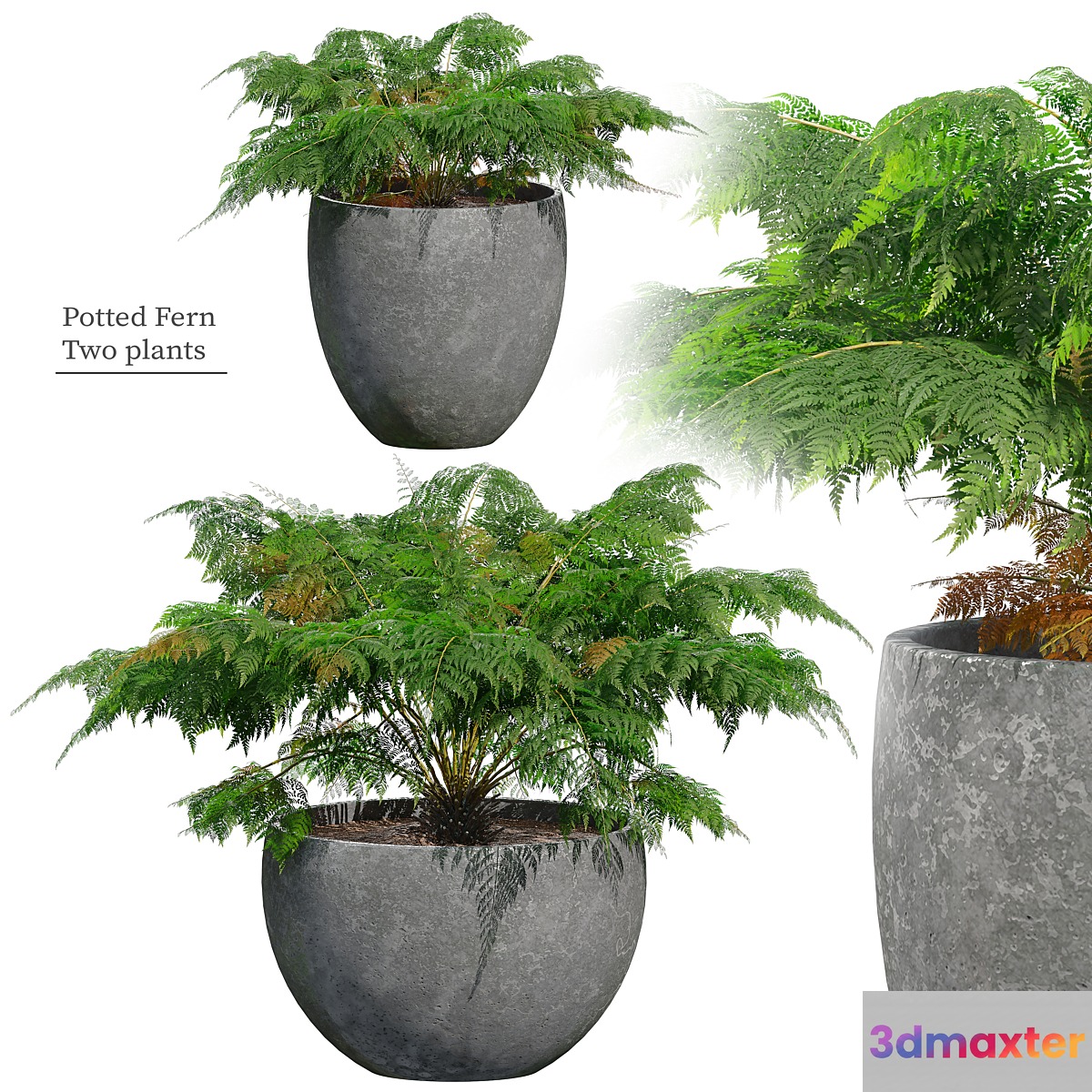 Fern in pot 3D Max