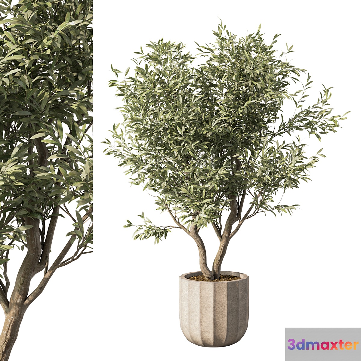 Indoor Plant Set.114 3D Max