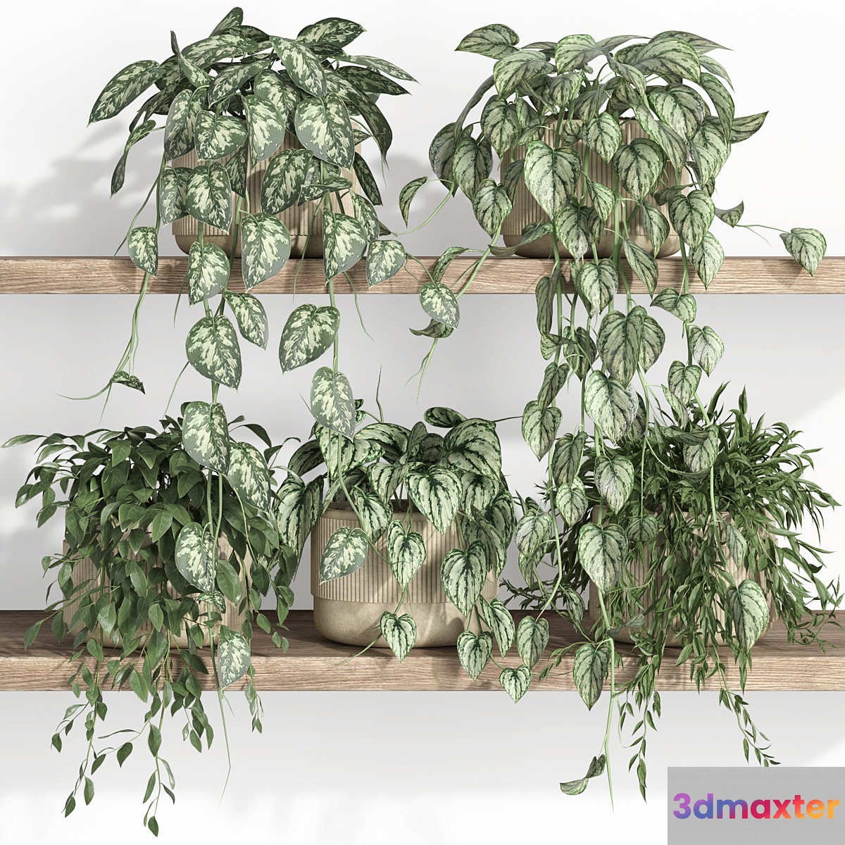plants on shelf 22 3D Max